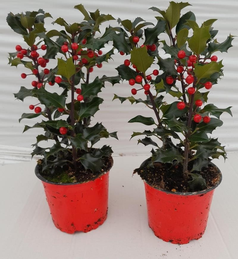 ILEX AQUIFOLIUM 'BLUE ANGEL', D 12 cm ILEX AQUIFOLIUM 'BLUE ANGEL', D 12 cm
