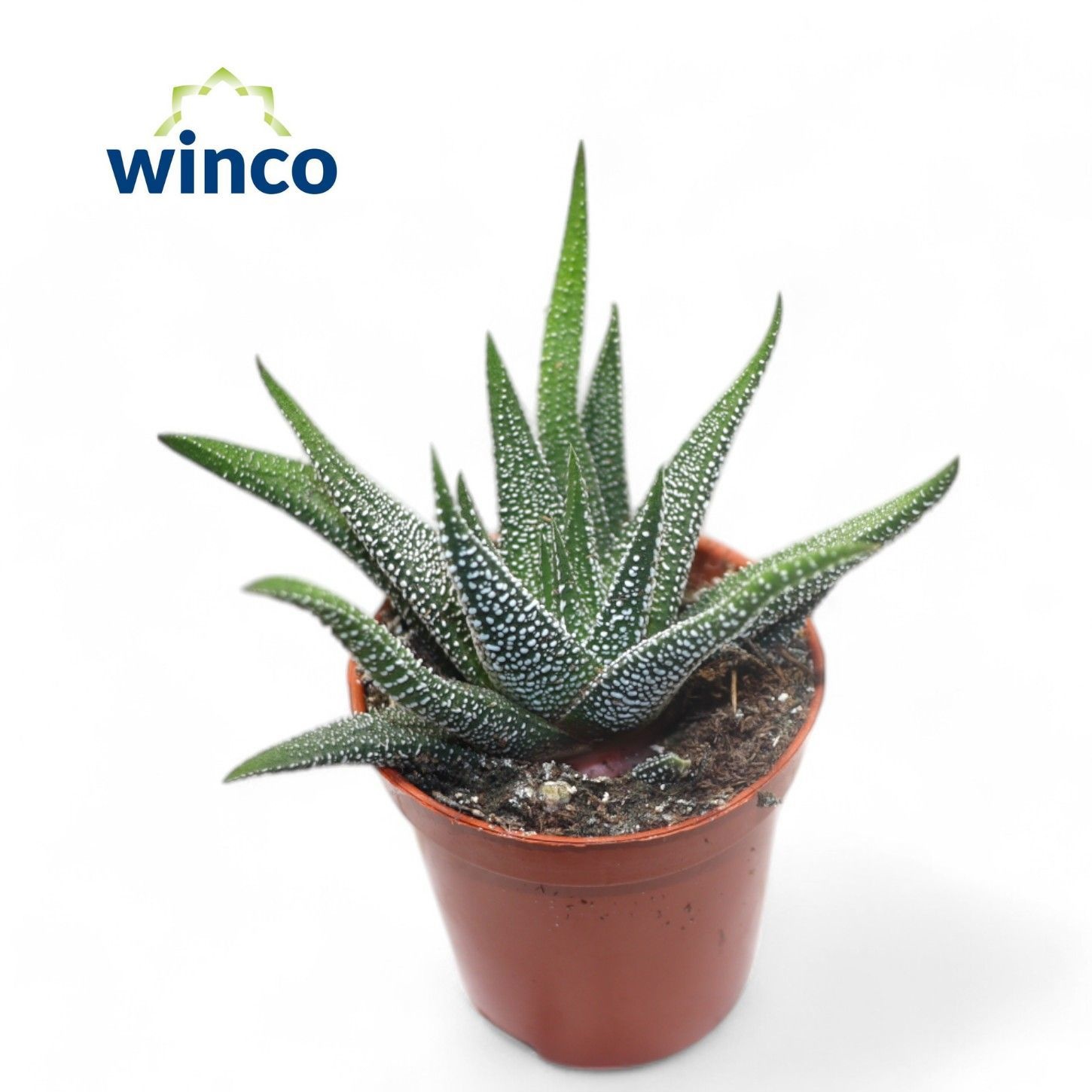 Haworthia Fasciata Concolor, D 5,5 cm