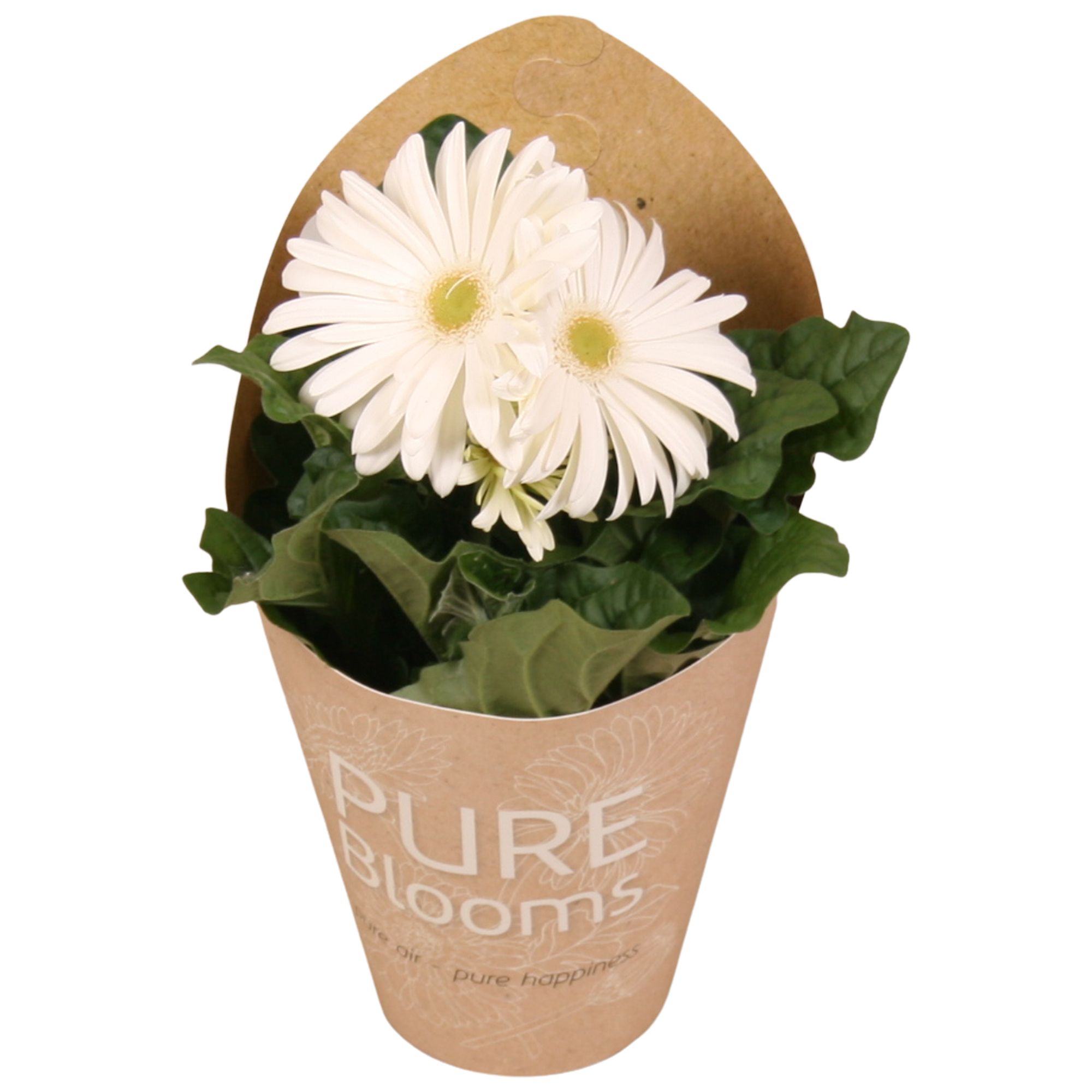 Gerbera wit 2+ bl12 cm in Pure Blooms draagtas eco, D 12 cm