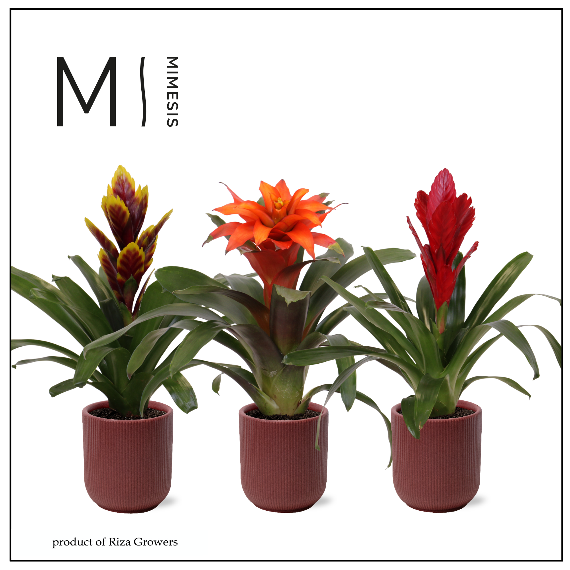 Bromelia Stylish - 12cm in Atlanta Burgundy | Mimesis, D 12