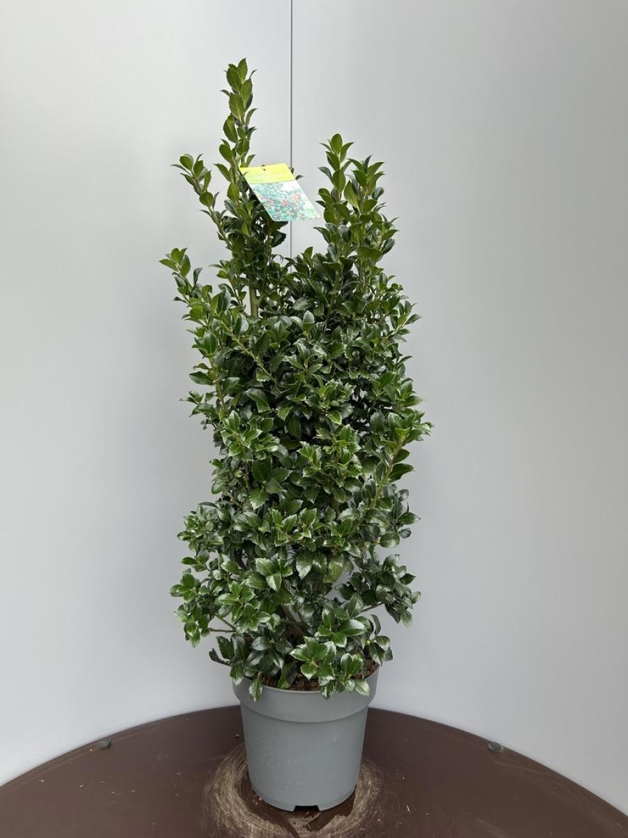 Ilex meserv. Heckenfee, D 29