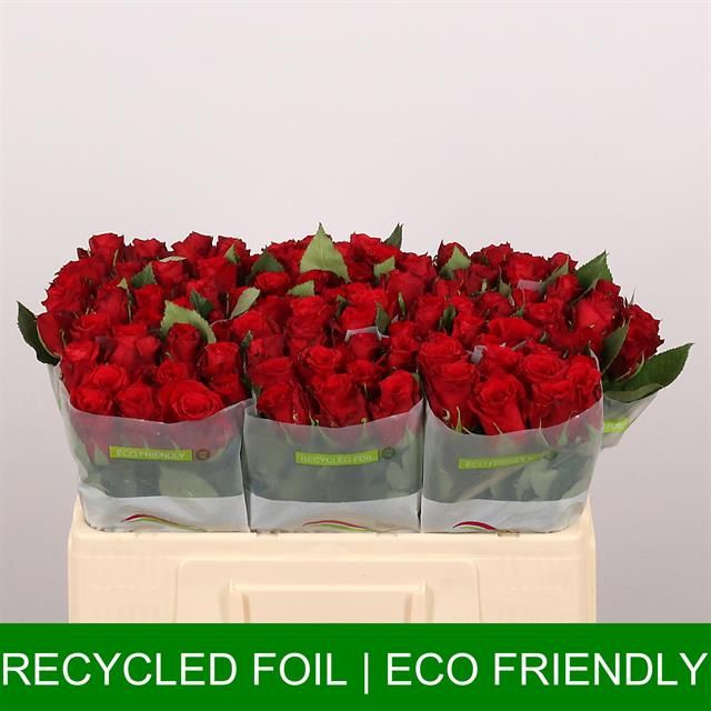 Роза од. Рэд Торч 50, шт. Роза од. Рэд Торч 50, шт.