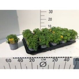 577 DVDS : Pot 10.5 cm BIDDENS yellow, D 10,5