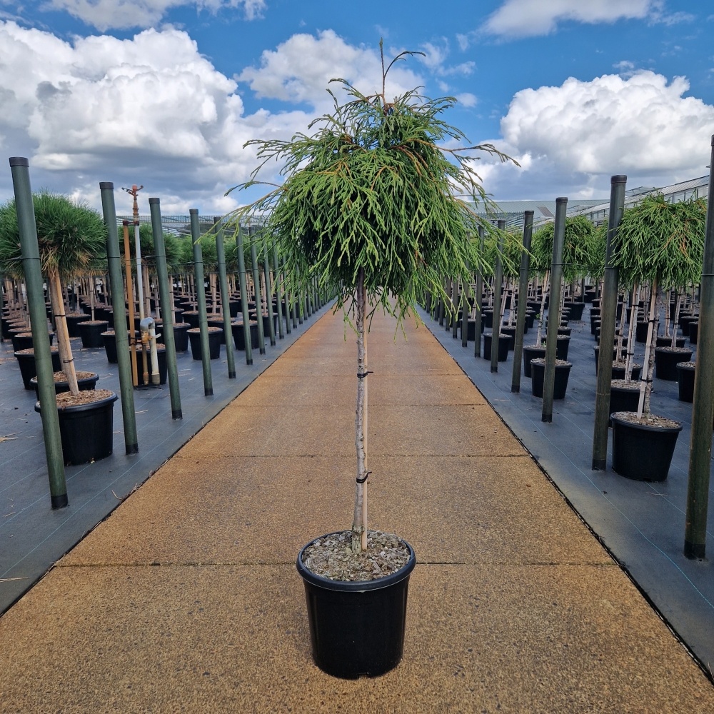 Thuja plicata 'Kagers Beauty', D 31 cm