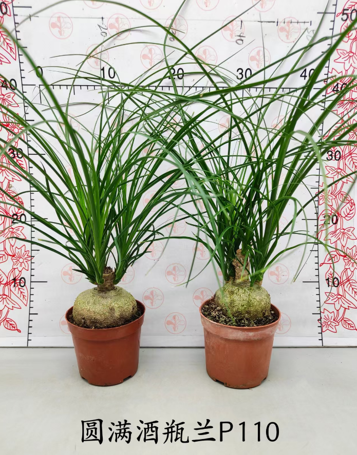 Нолина Перфект Вине Боттле Орхидея 11 40