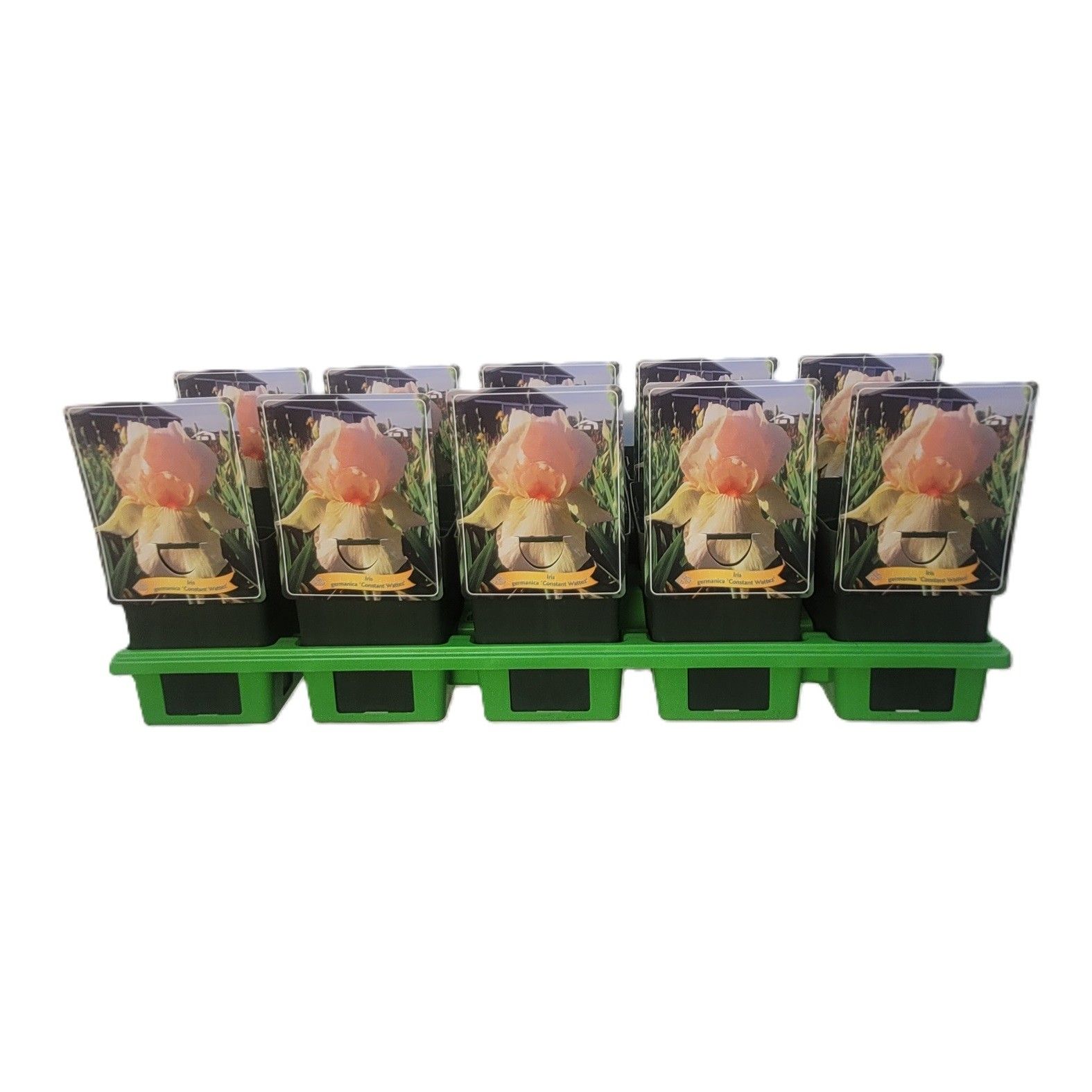 Iris Germanica 'Constant Wattez' P11, D 11