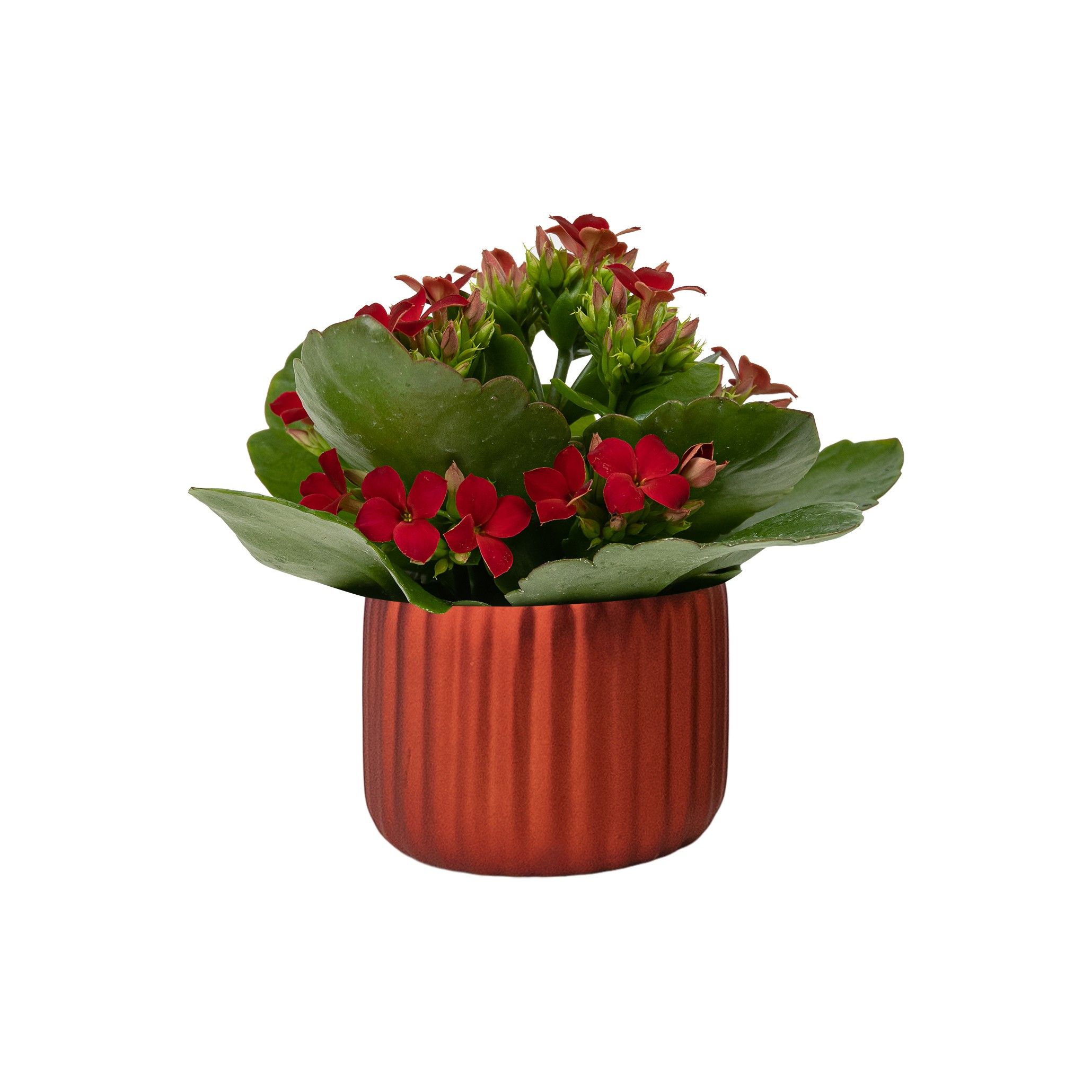 Vertical Red with Kalanchoe, D 6 cm Vertical Red with Kalanchoe, D 6 cm