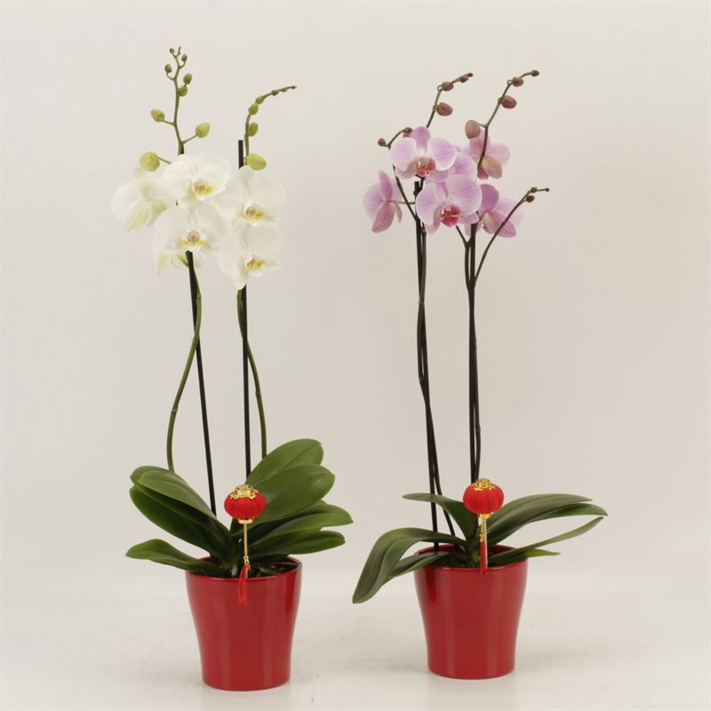 Phalaenopsis gemengd 2 tak mix in rood keramiek met lampion, D 12