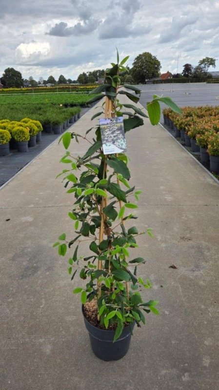 Viburnum plic. Kilimandjaro, 3 stok, D 29 cm