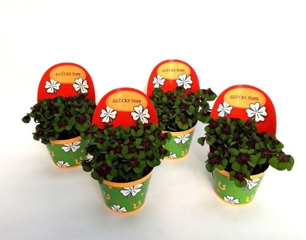 Oxalis deppei Geluk Duits, D 9