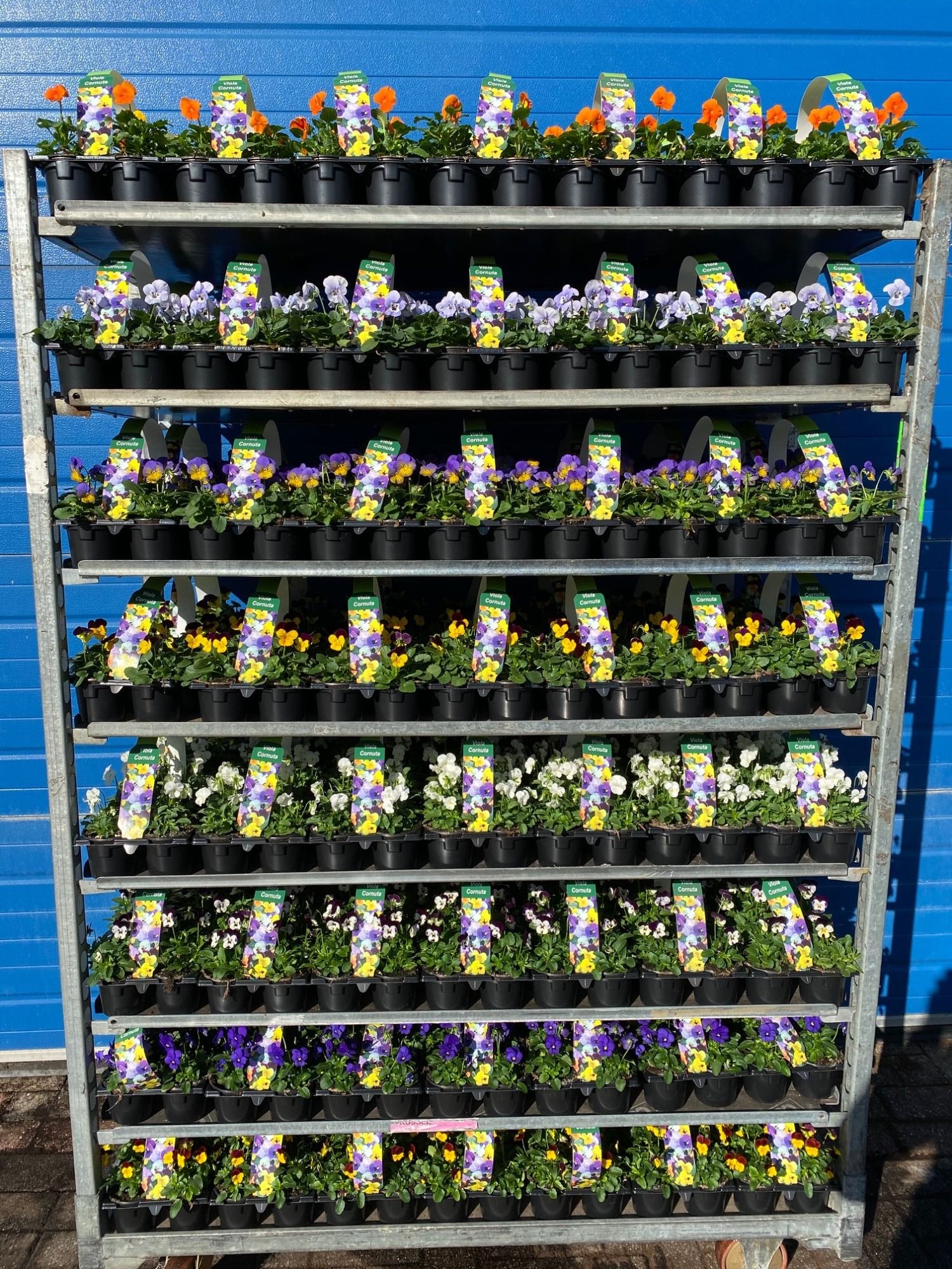 Viola cornuta 6-pack 9cm, D 9