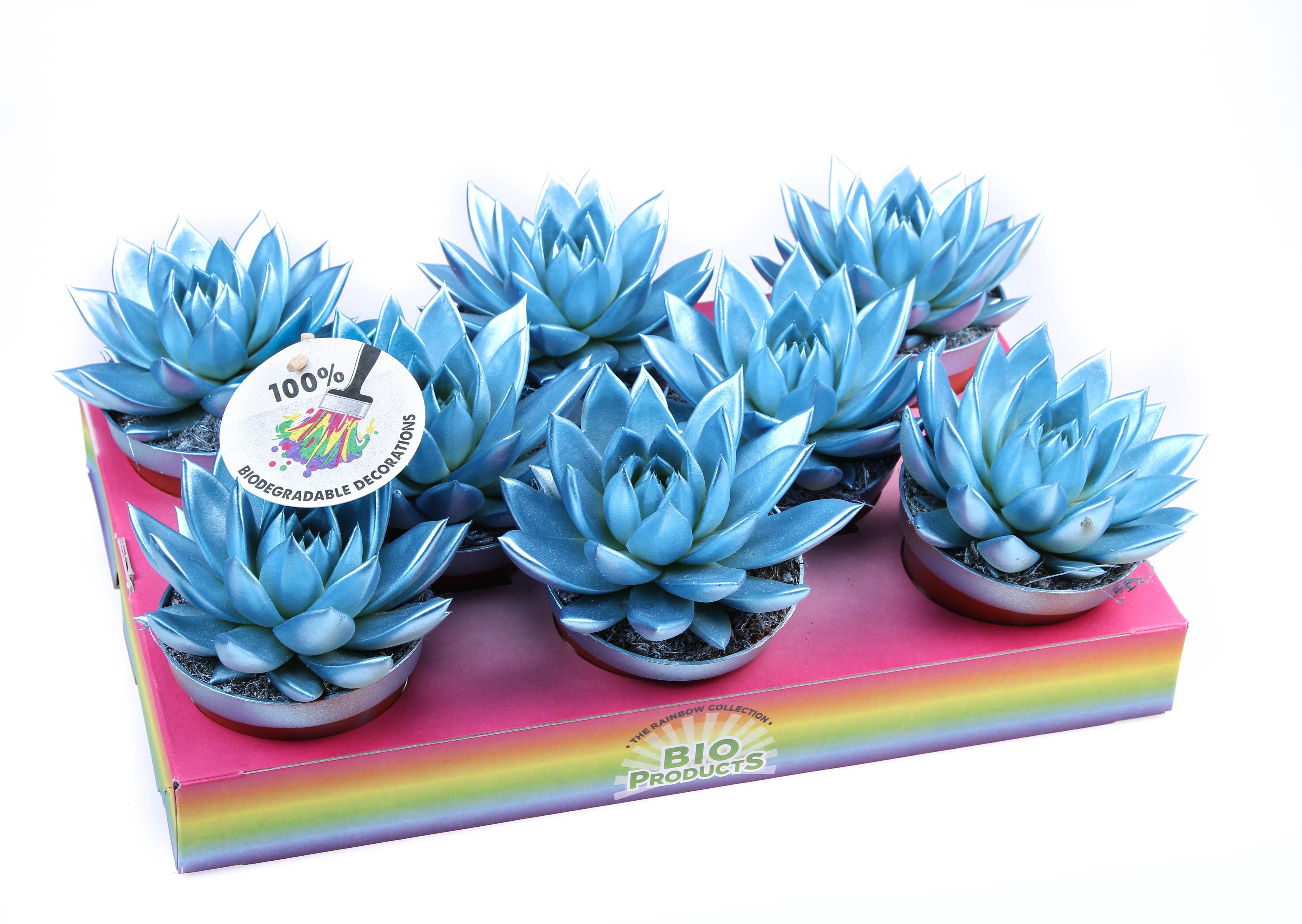 Rainbow metallic blue, D 10,5