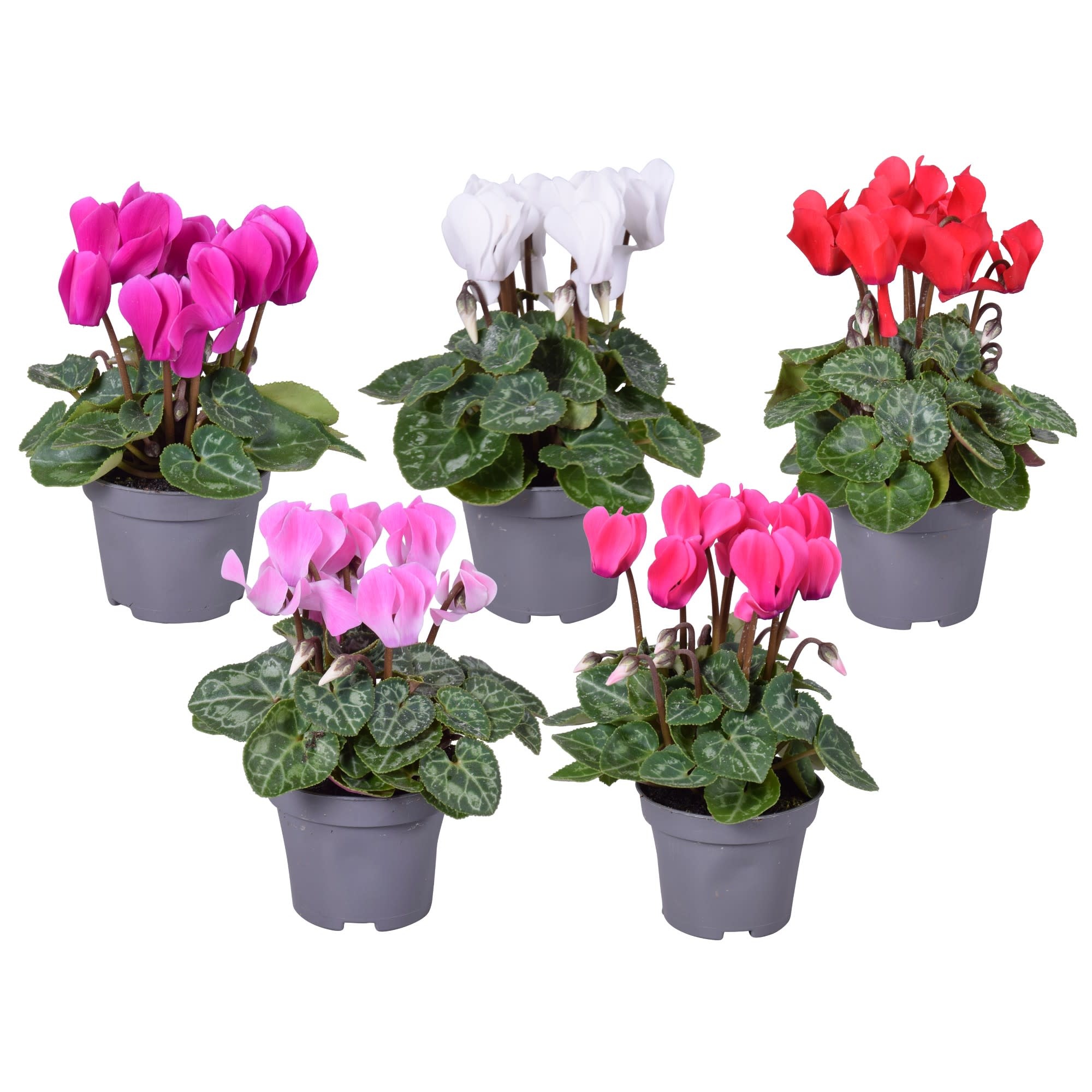 Cyclaam micro gemengd, D 6