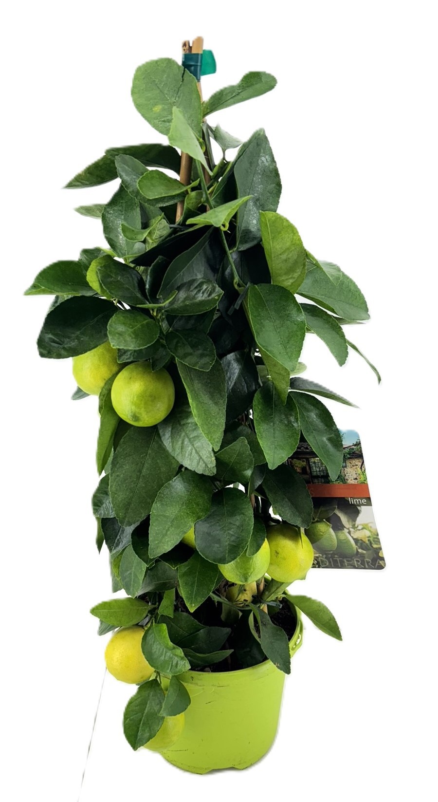 Citrus lime piramide, D 19