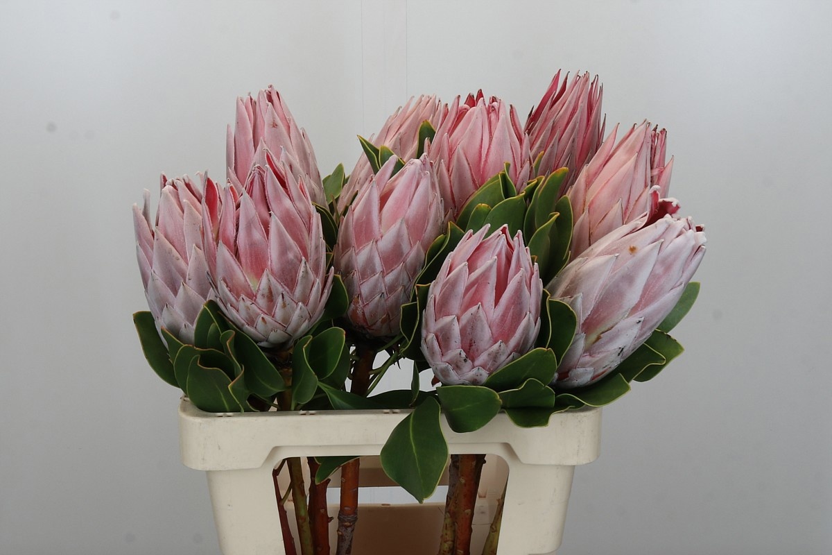 Протея Цинароидес 60, шт.