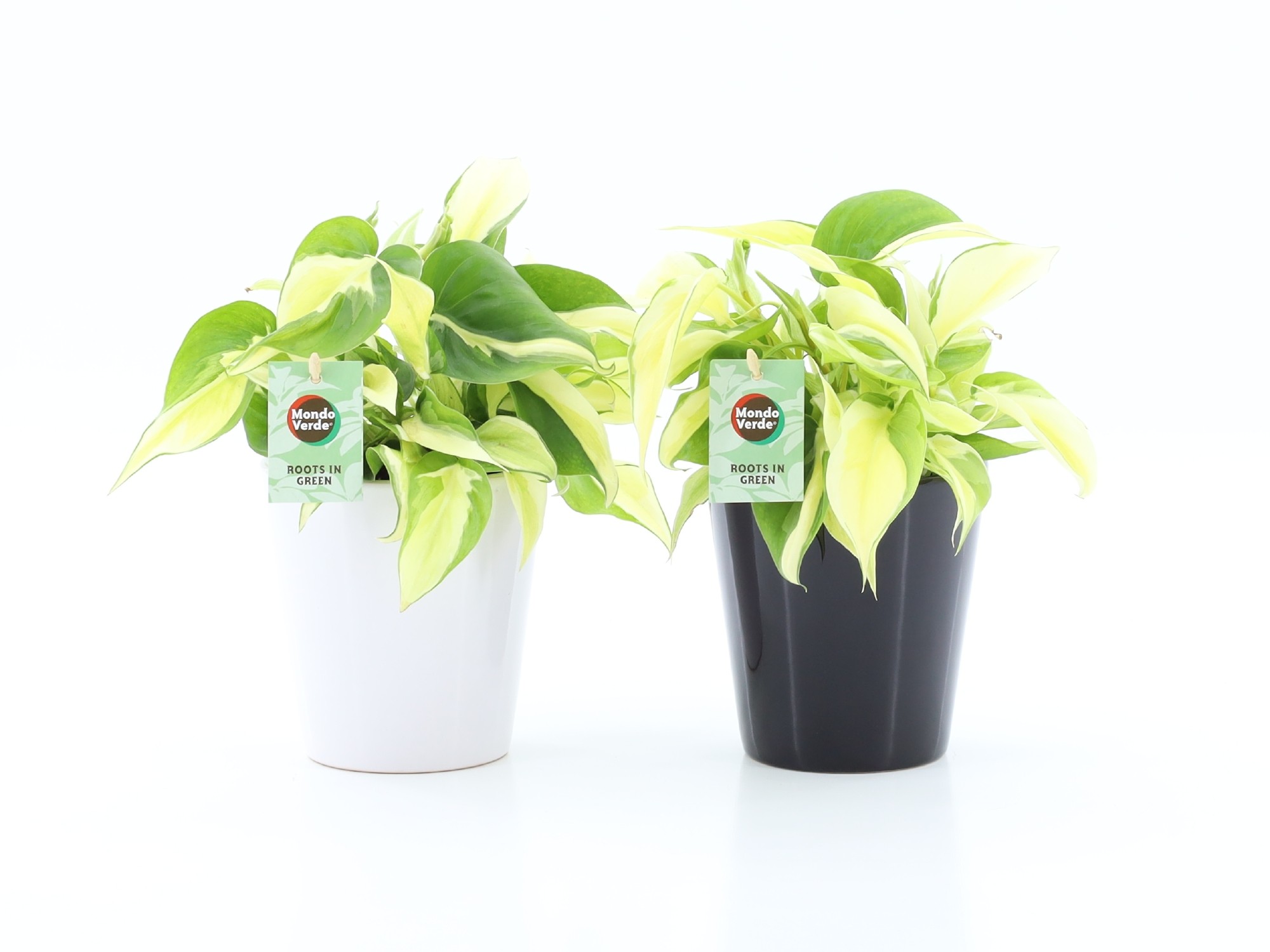 Philodendron scandens Rio in Zwart & Wit keramiek, D 13