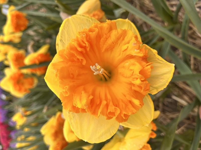 NARCISSUS INCOMPARABILIS 'BRIGHT CORSAGE', D 11
