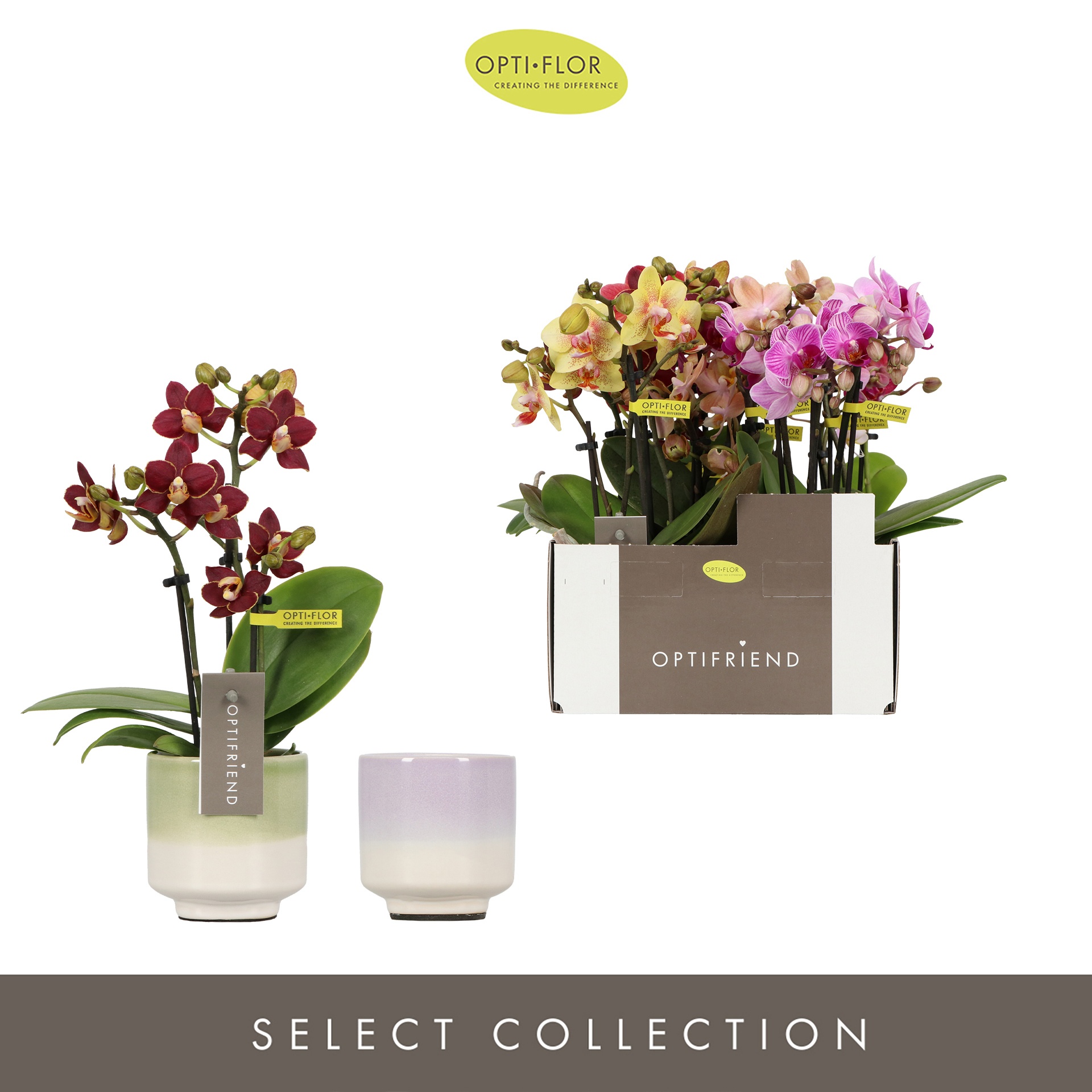 Optifriend Mix in 3 spike in Chianti Mix, D 7 cm