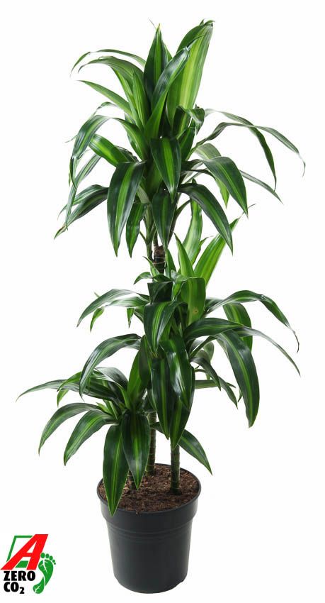 Dracaena Hawaiiana 60-30-15, D 21