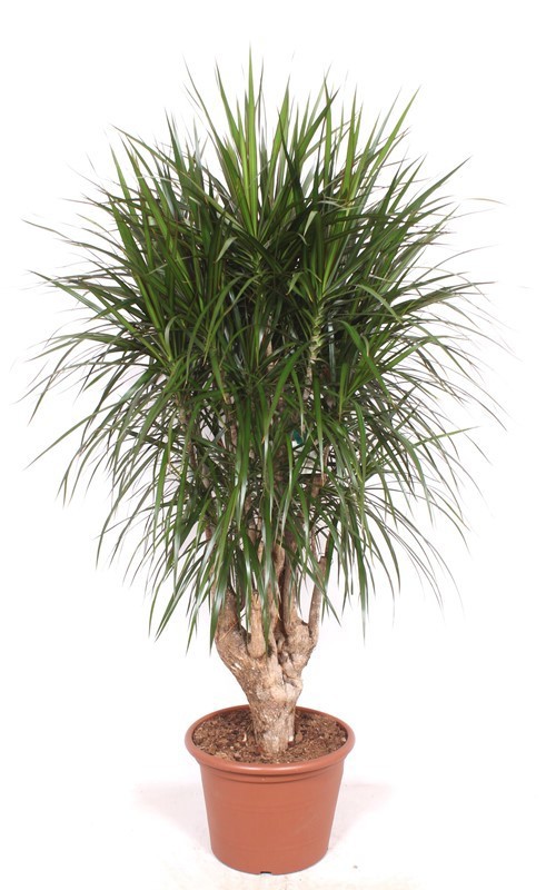 Dracaena marginata, D 40