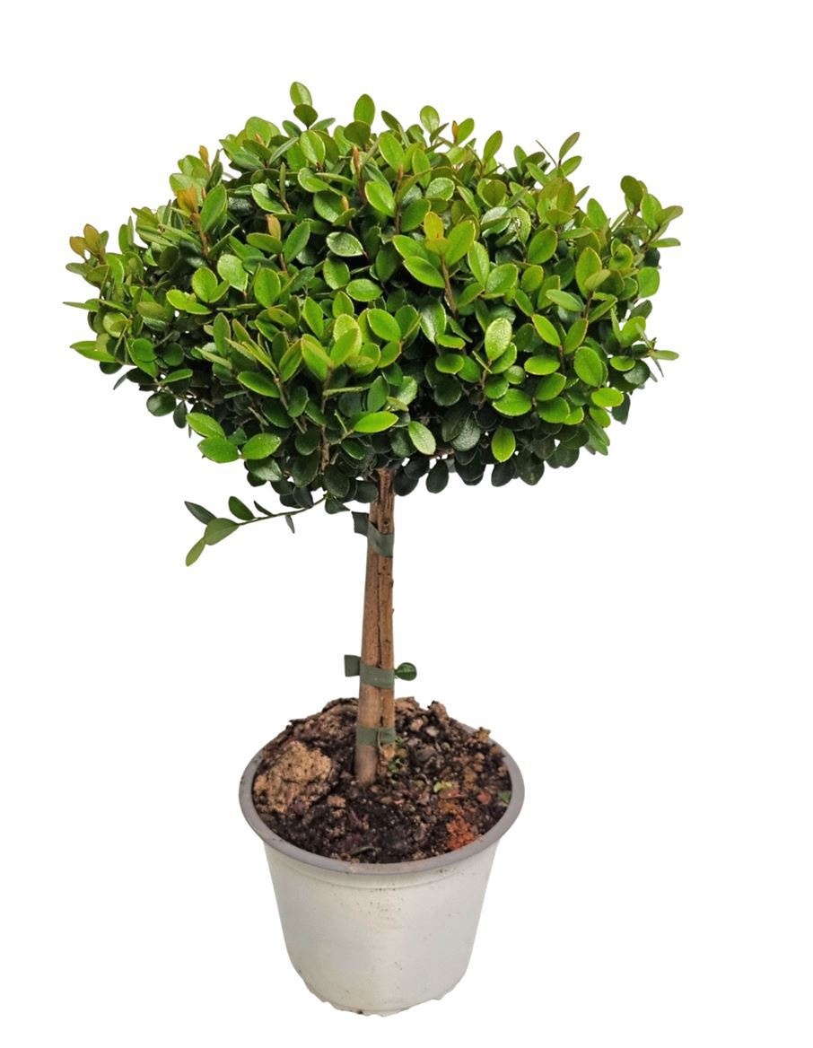 Myrsine Africana Stem, D 14