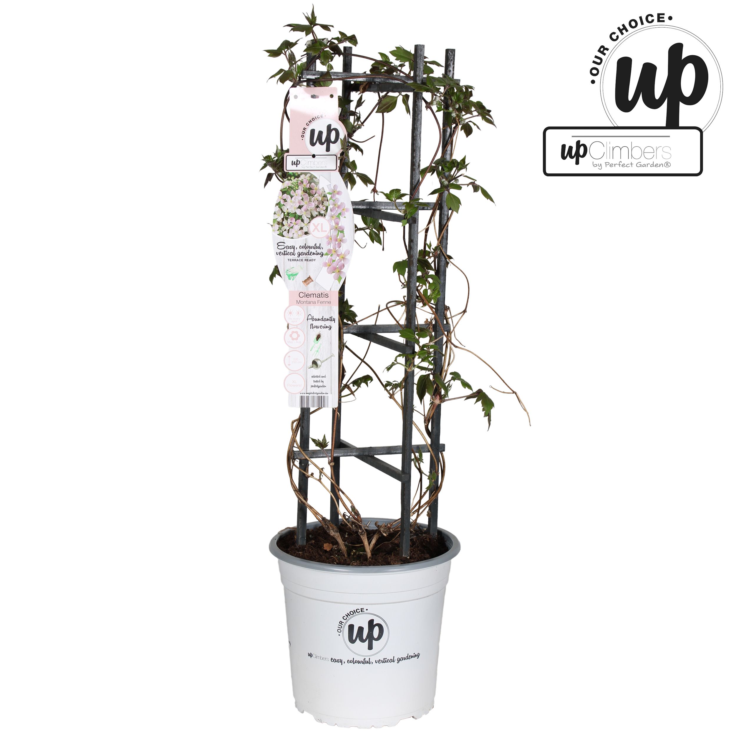 Clematis Montana 'Fenne'® P23, D 23