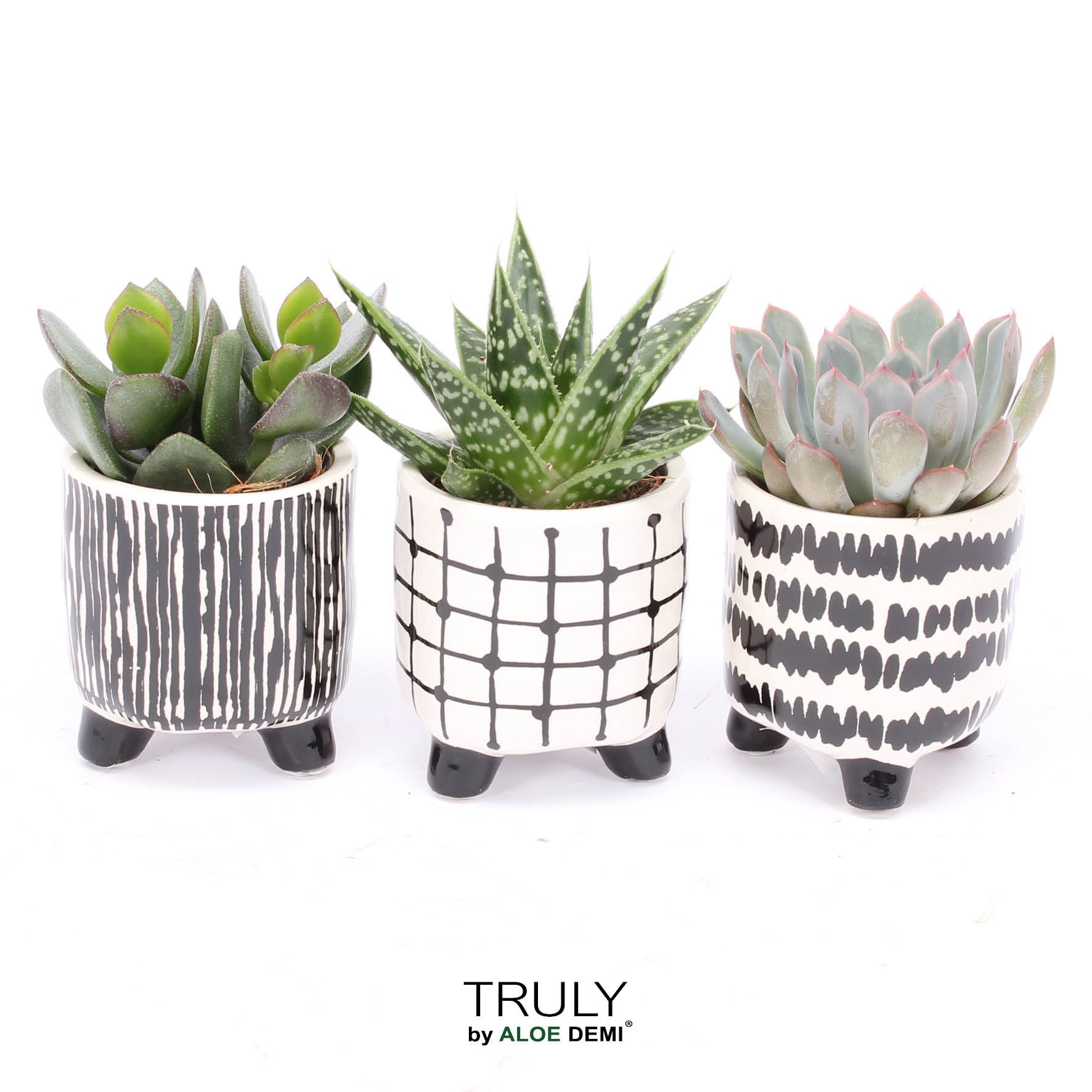TRULY Succulent, Black White, D 7