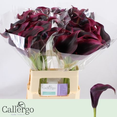 Калла Рудольф 60, шт.