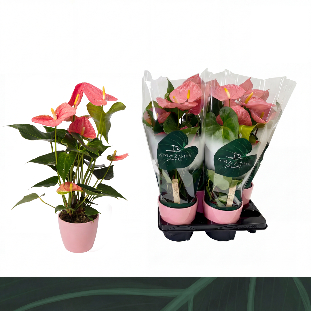 Anthurium roze keramiek 14cm, D 14