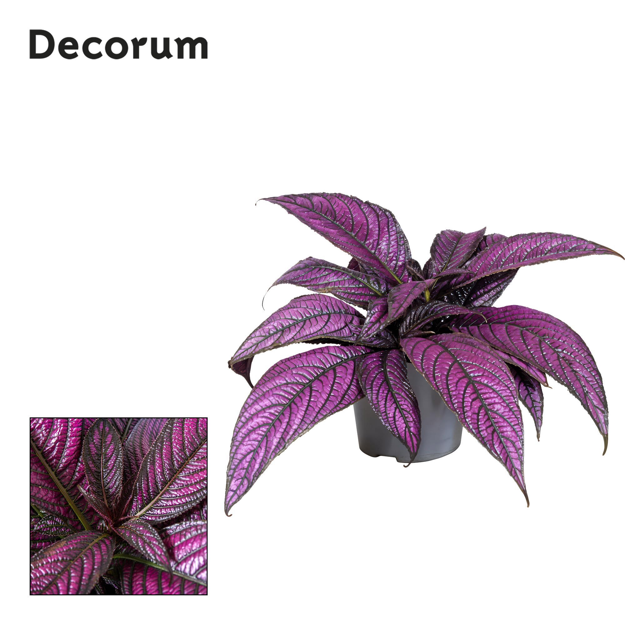 Strobilanthes Metallica, D 13 cm Strobilanthes Metallica, D 13 cm