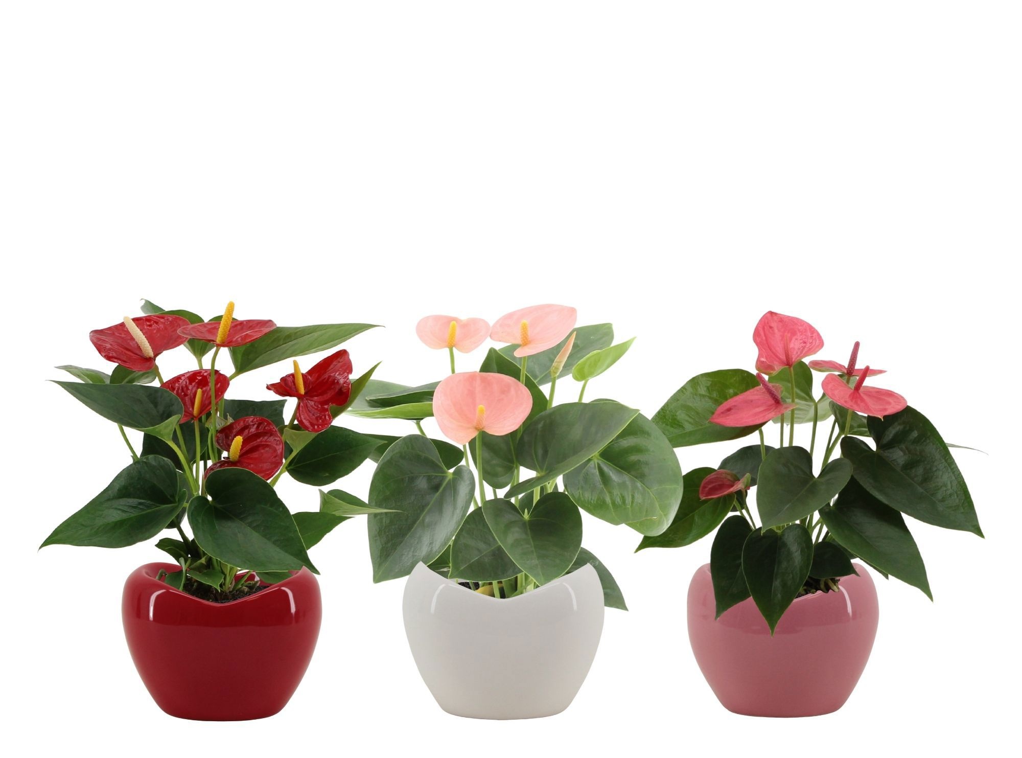 Anthurium 3 color mix in Paris ceramics, D 9