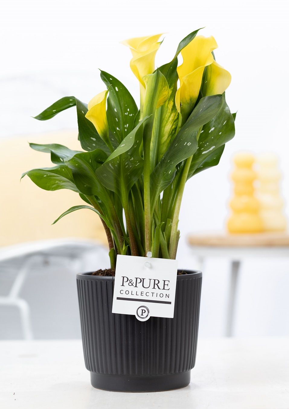 Zantedeschia yellow in P&PURE Liv ceramics matt black, D 12
