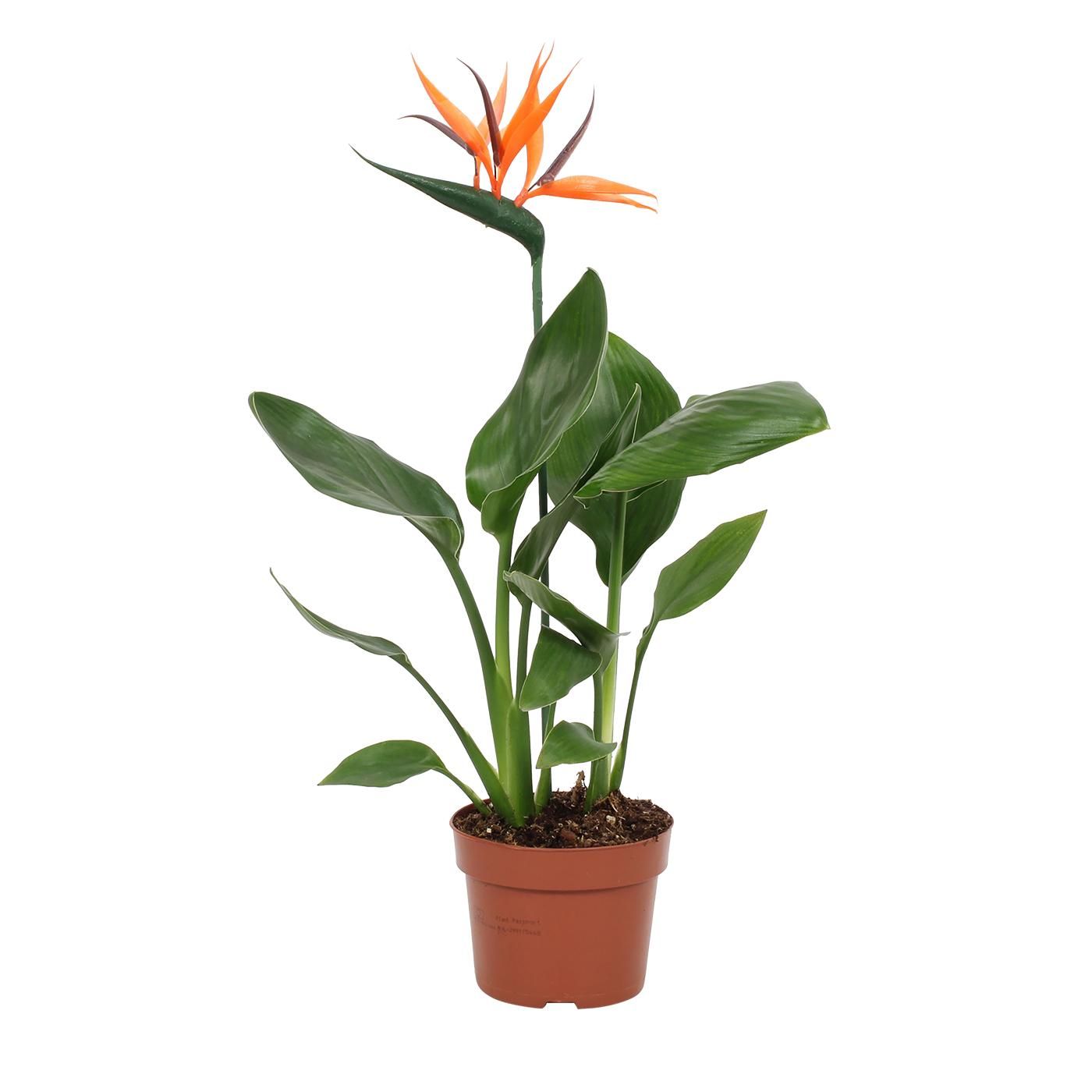 Strelitzia reginae 12cm - 2 stek - met bijsteker bloem, D 12