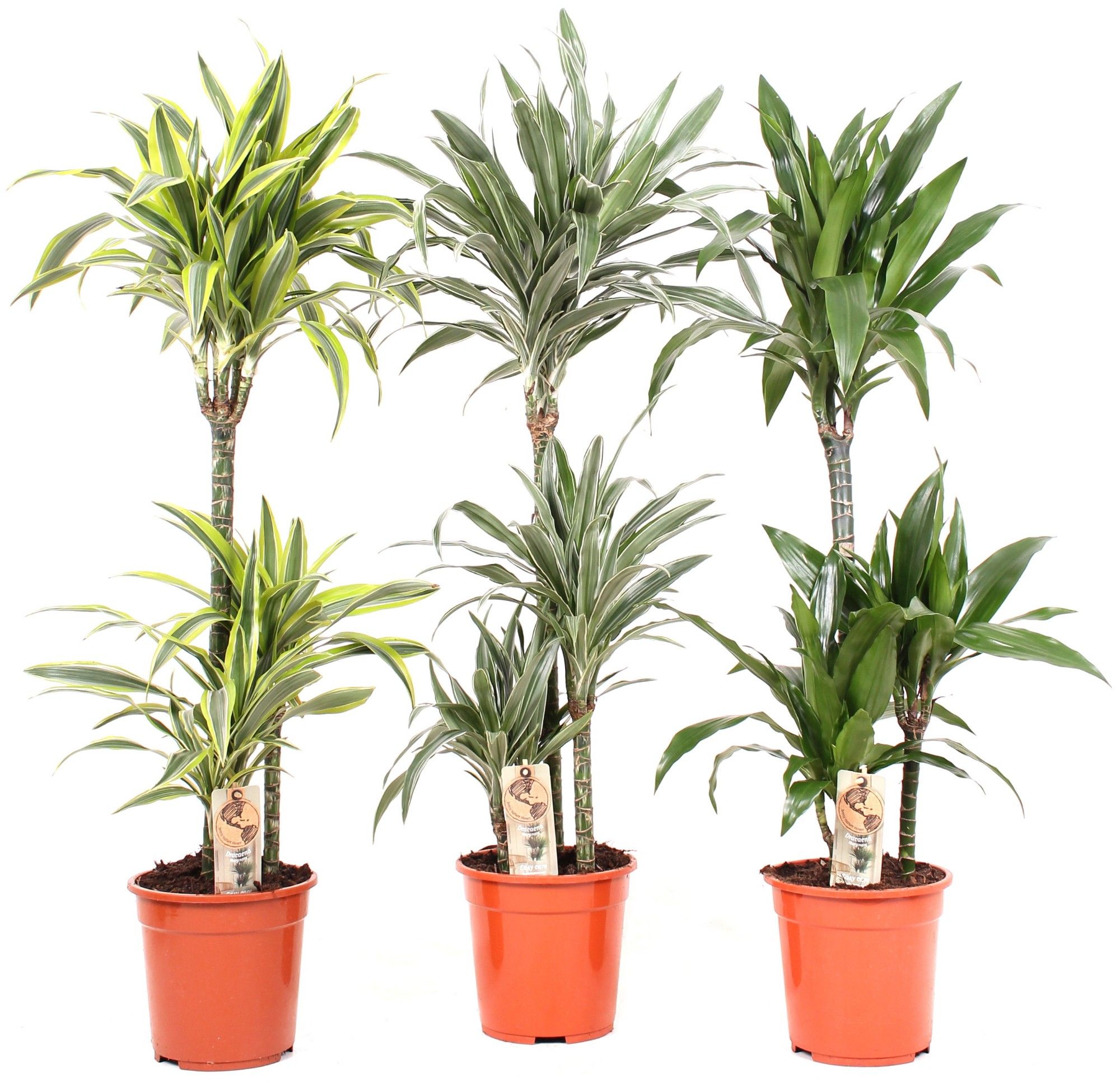 Deremensis P21 60-30-15 3 soorten mix, D 21