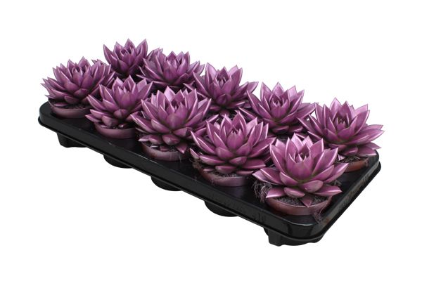 Miranda coloured metallic pink, D 10,5