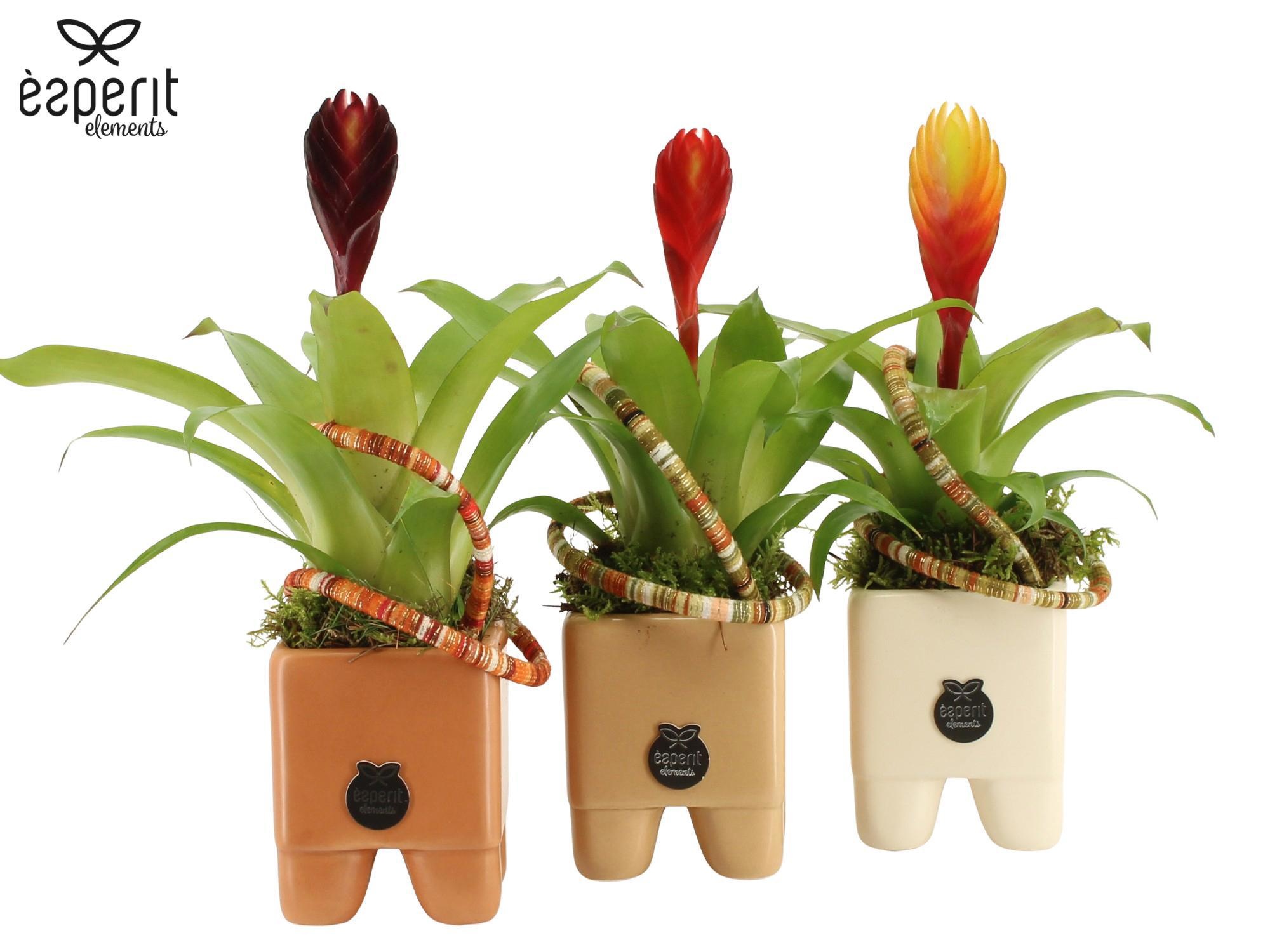 41829: Recreate arrangement, D 7