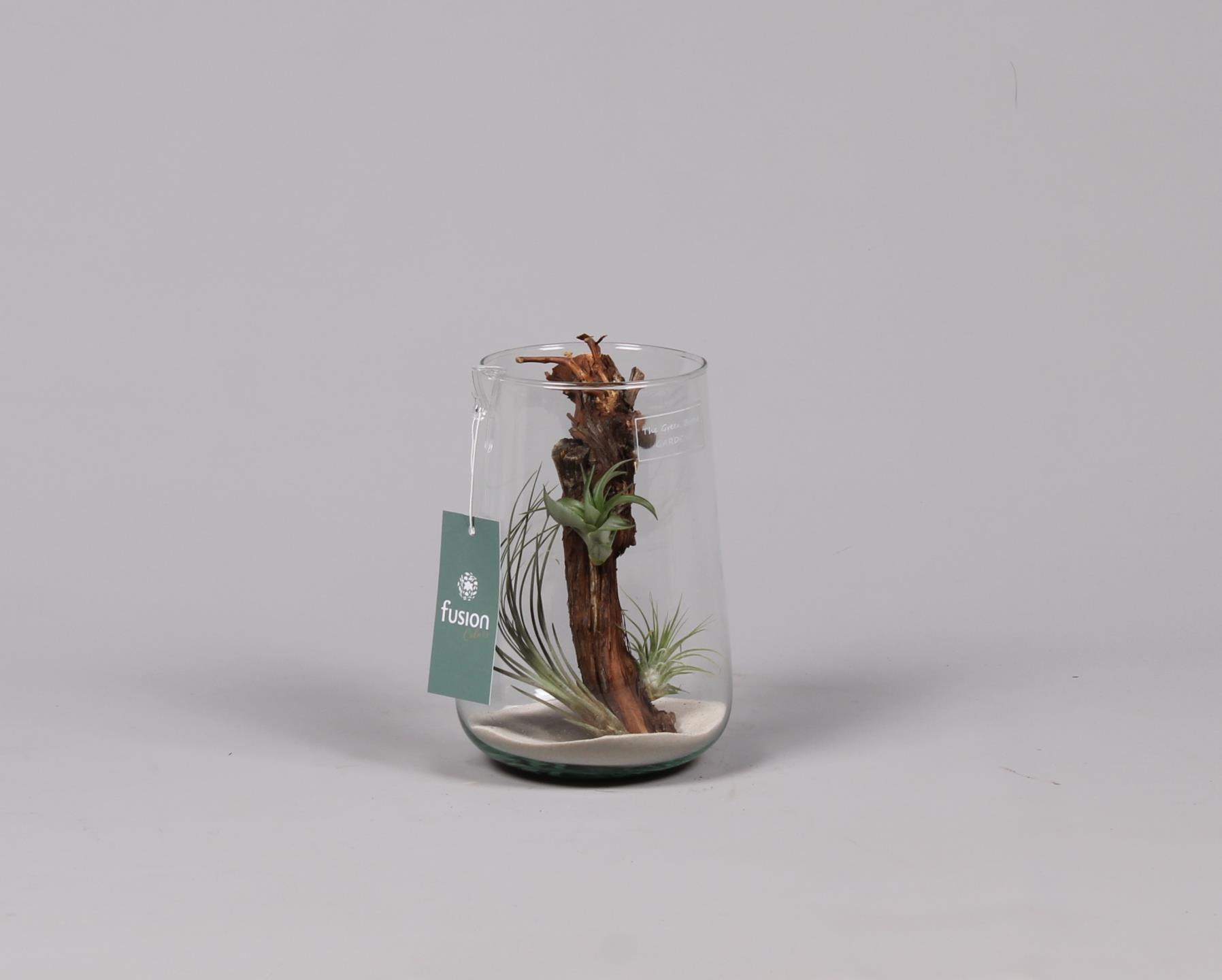 Green Bottle Deline large met air tillandsia, D 13