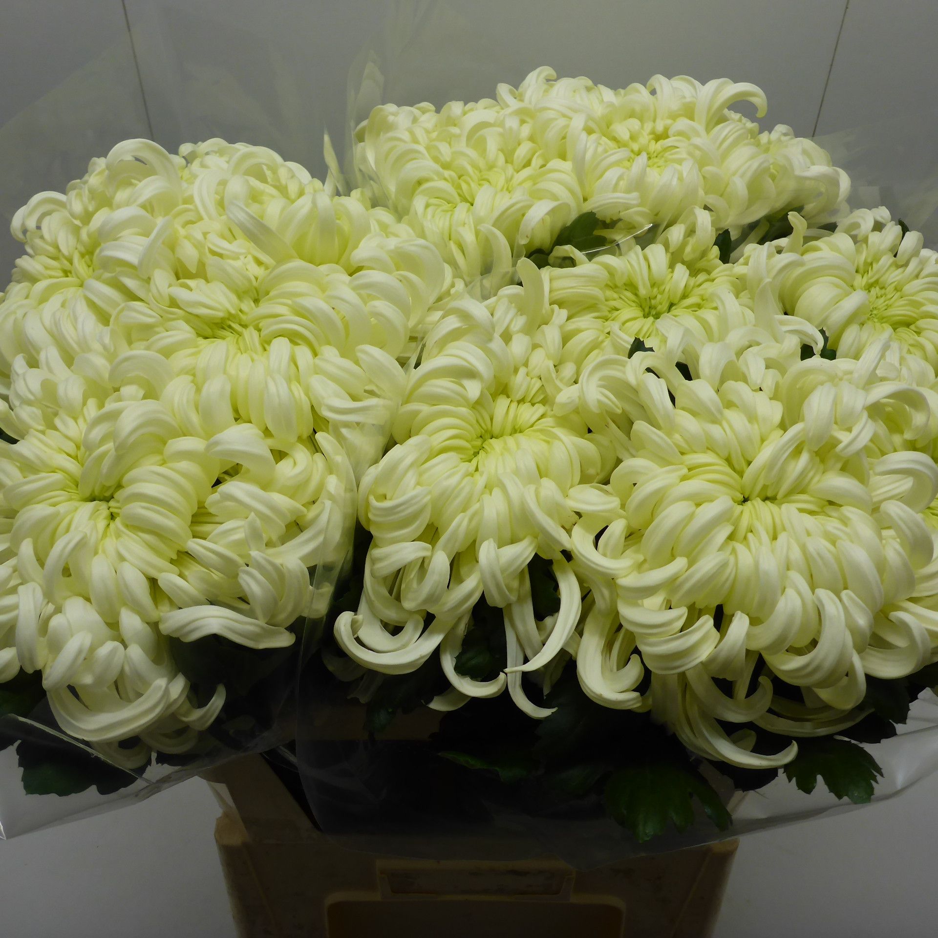 Хризантема од. Вена Вайт 75, шт.