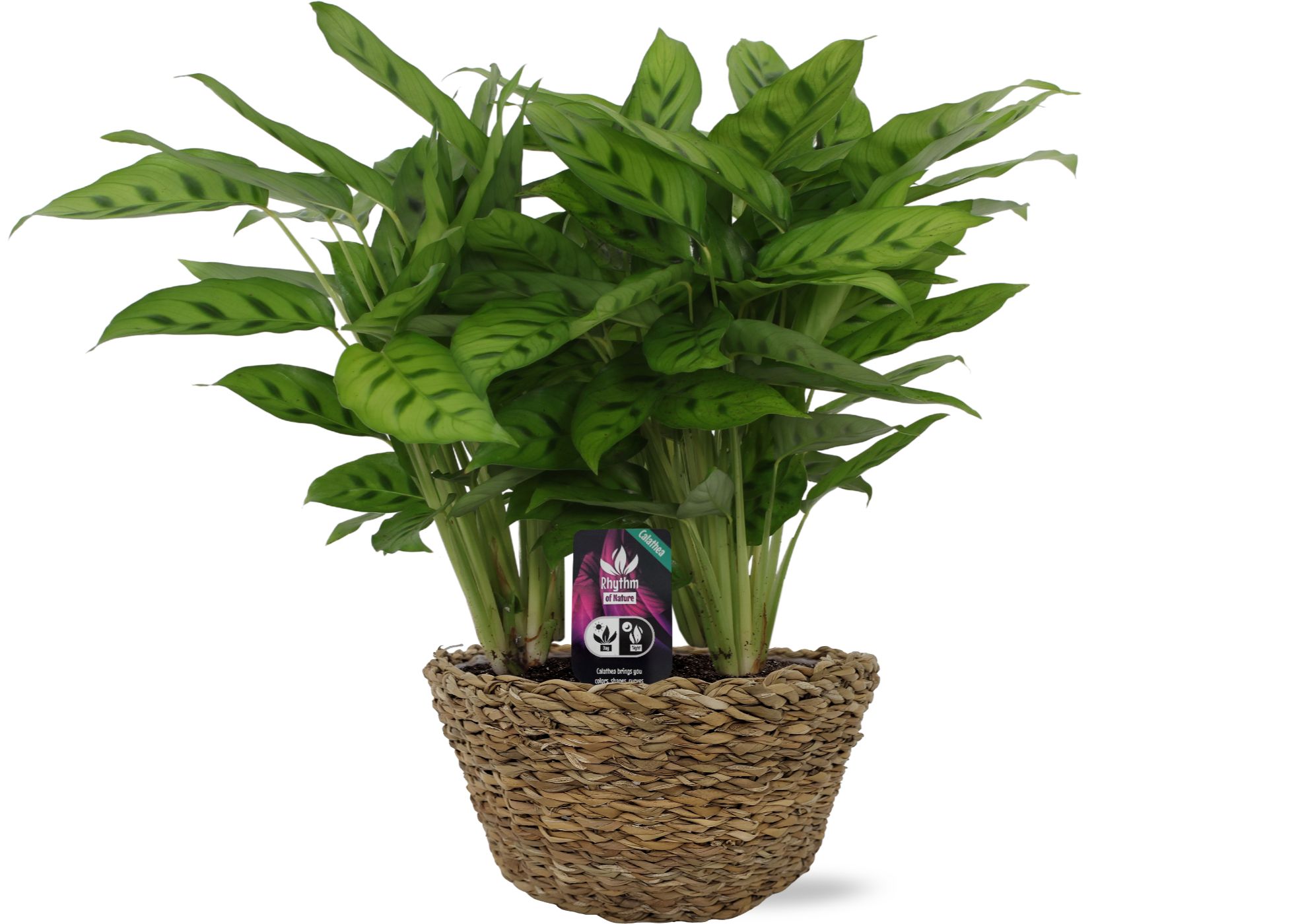 Calathea 12cm Mand Sabella leopardina p12, D 12 cm