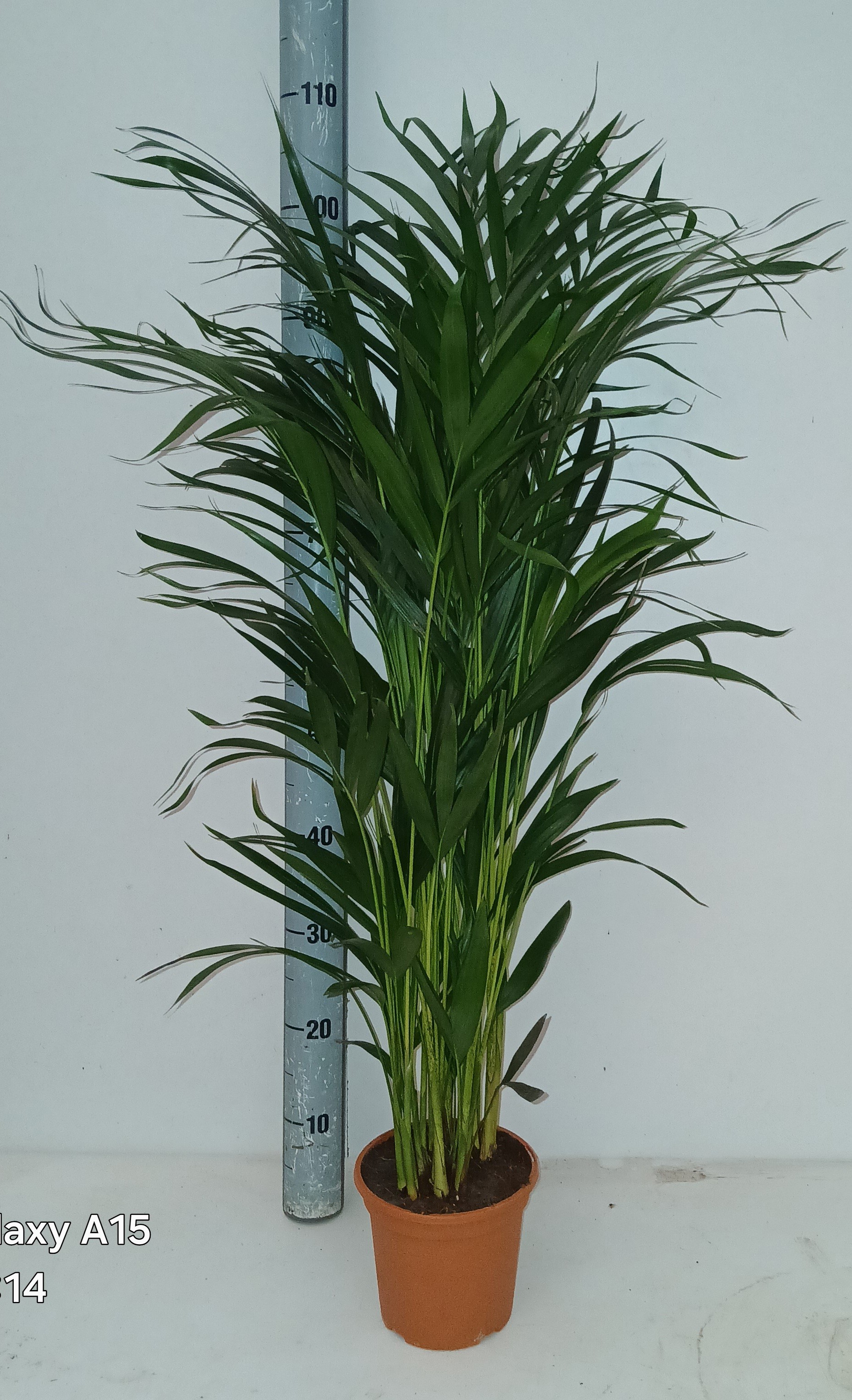 dypsis lutescens, D 17