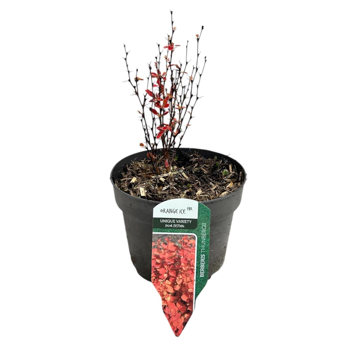 Berberis thunb. 'Orange Ice', D 17