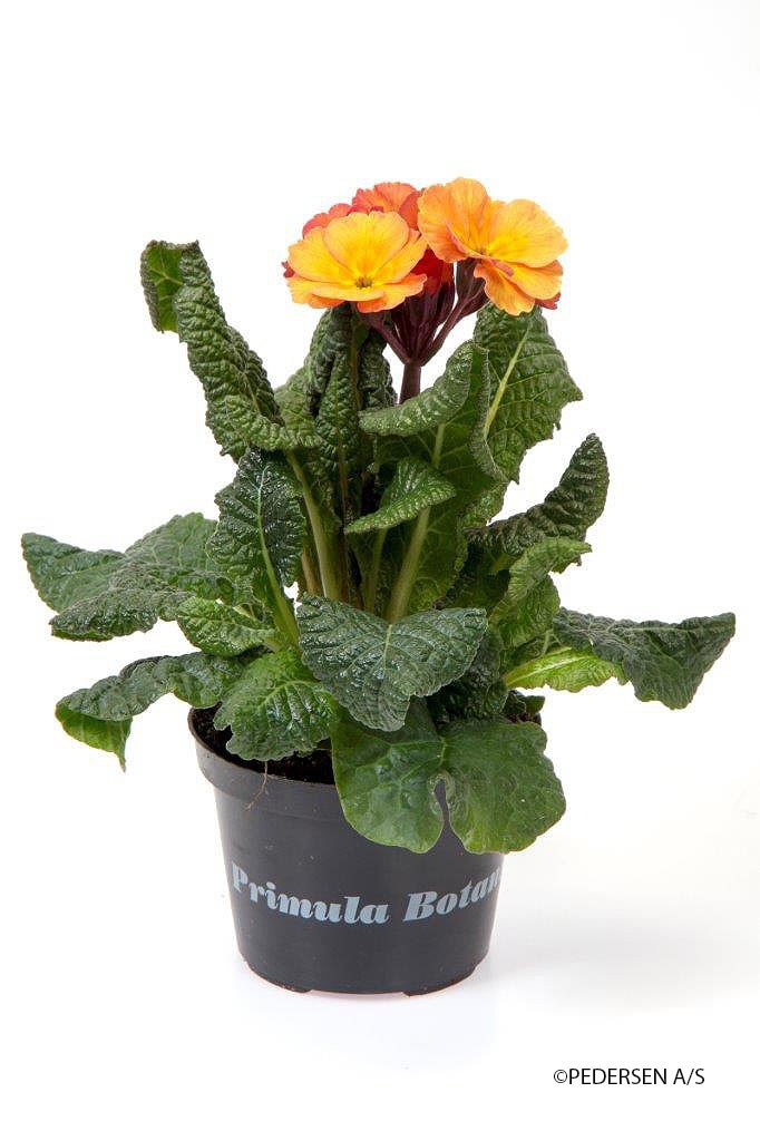 PRIMULA VERIS 'PEACH MELBA', D 11