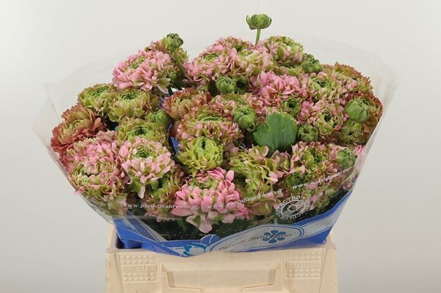 Ранункулус Пон Пон Гермиона 40 (розово-зел.), шт.