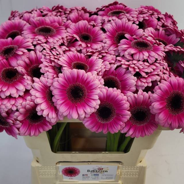 Гермини Кики, шт. Гермини Кики, шт.