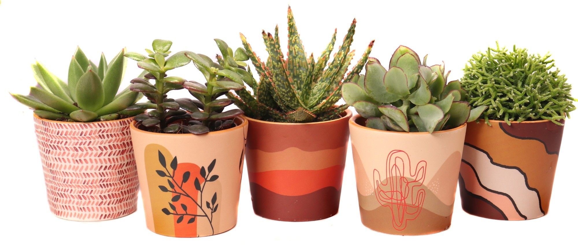 Succulent mix 8,5 cm in nevada sierpot, D 10