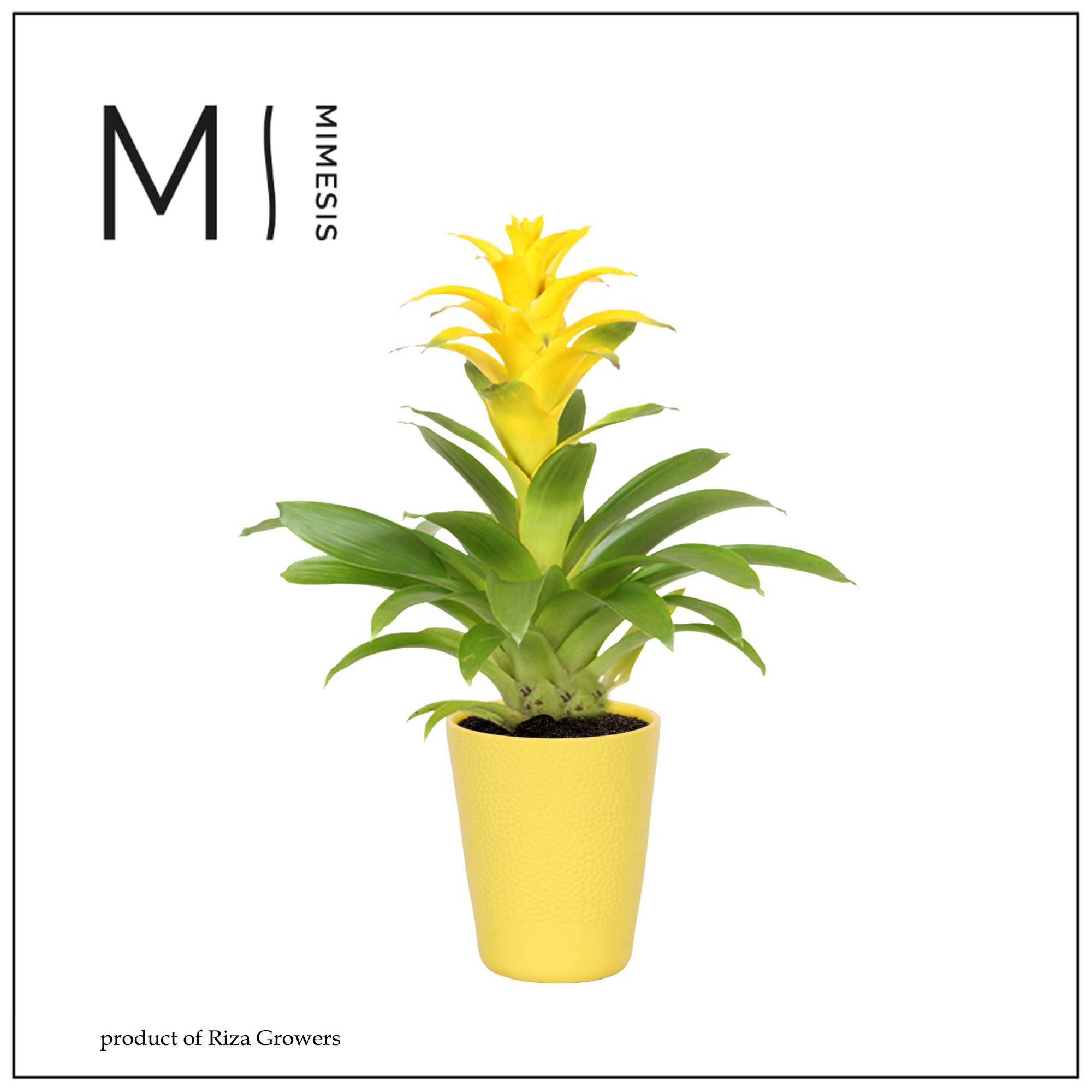 Guzmania Diana - 13cm in Florence | Mimesis, D 13