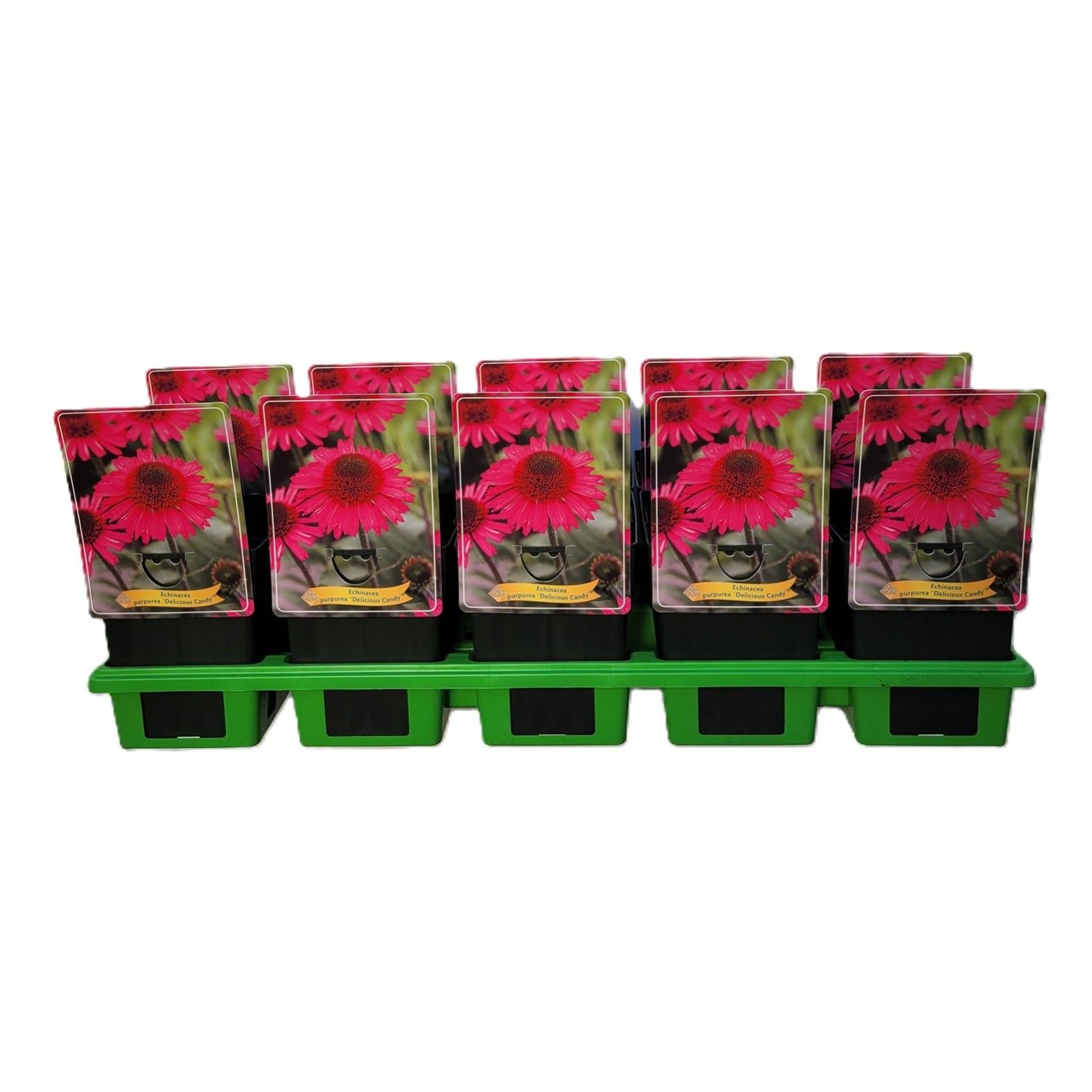Echinacea 'Delicious Candy' P11, D 11