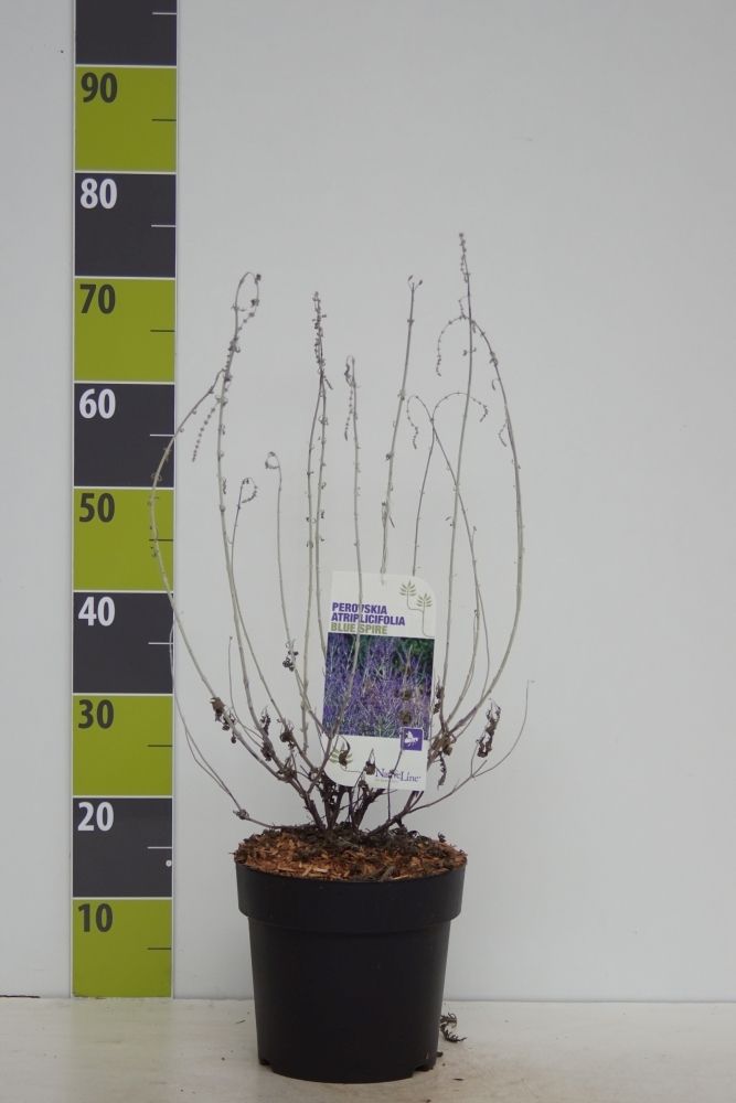Perovskia atriplicifolia 'Blue Spire' C 4,6, D 23