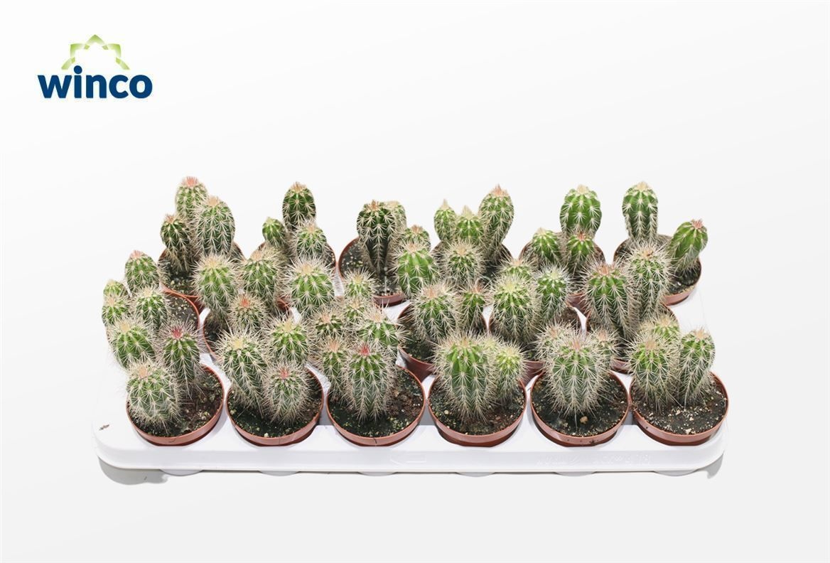 Pachycereus Pringlei, D 8,5