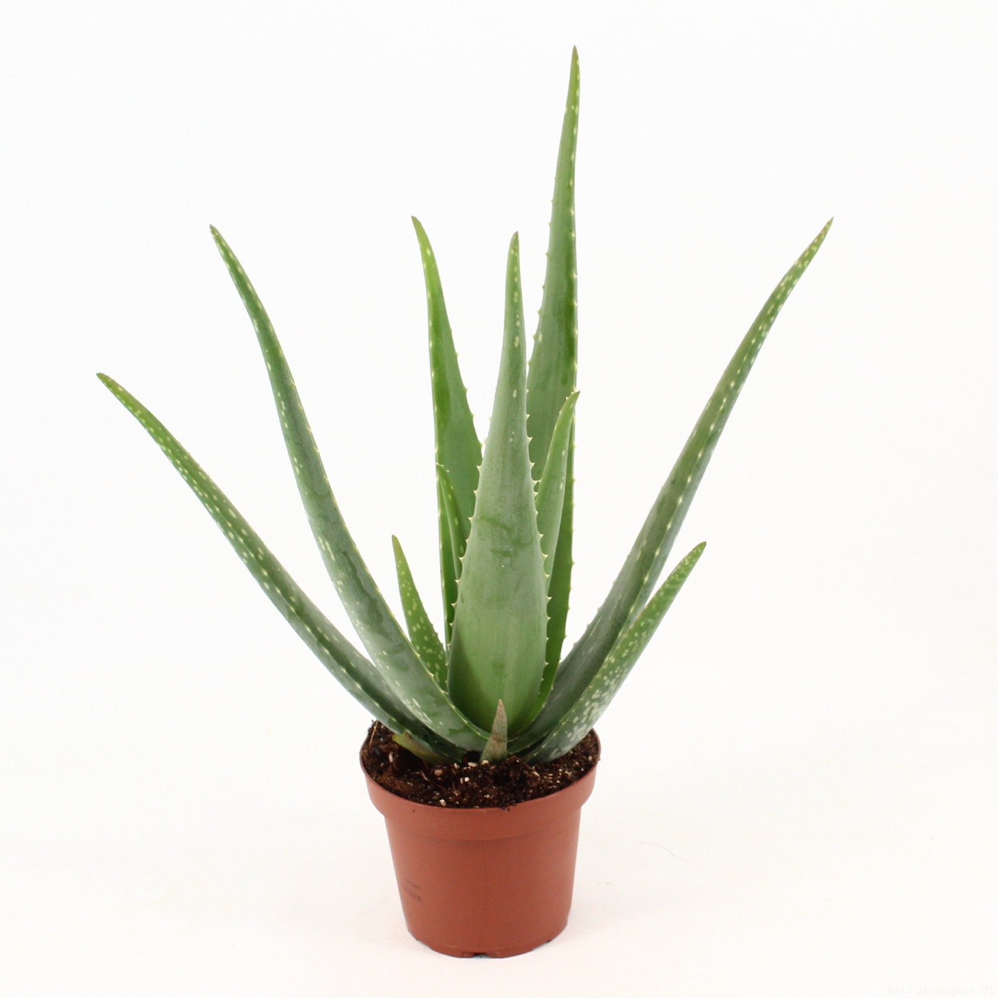 Aloe Vera P14 zonder kwekersetiket, D 14